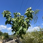 Sakura ozdobná (Prunus serrulata) ´KANZAN´ - výška 150-180 cm, kont. C25L/C30L